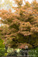 Ribbon-Leaf Japanese Maple - Monrovia