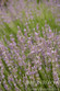 Provence French Lavender - Monrovia