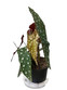 Maculata Begonia