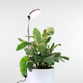 Adjustable Plant Light