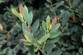 Coppertone Evergreen Distylium