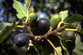 Black Italian Fig