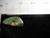 Solid Boulder Opal Solid Boulder Opal