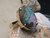 boulder opal ring