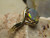 black opal ring