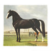 HORSE PADDOCK VOILE BANDANA