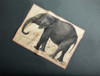 Pachyderm Tea Towel