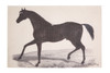 Stallion Vinyl Placemat Set of Four