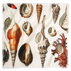 SEA SHELLS VOILE BANDANA