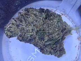 Purple Fire: The Ultimate Balanced Hybrid Strain! Purple Fire: The Ultimate Balanced Hybrid Strain!