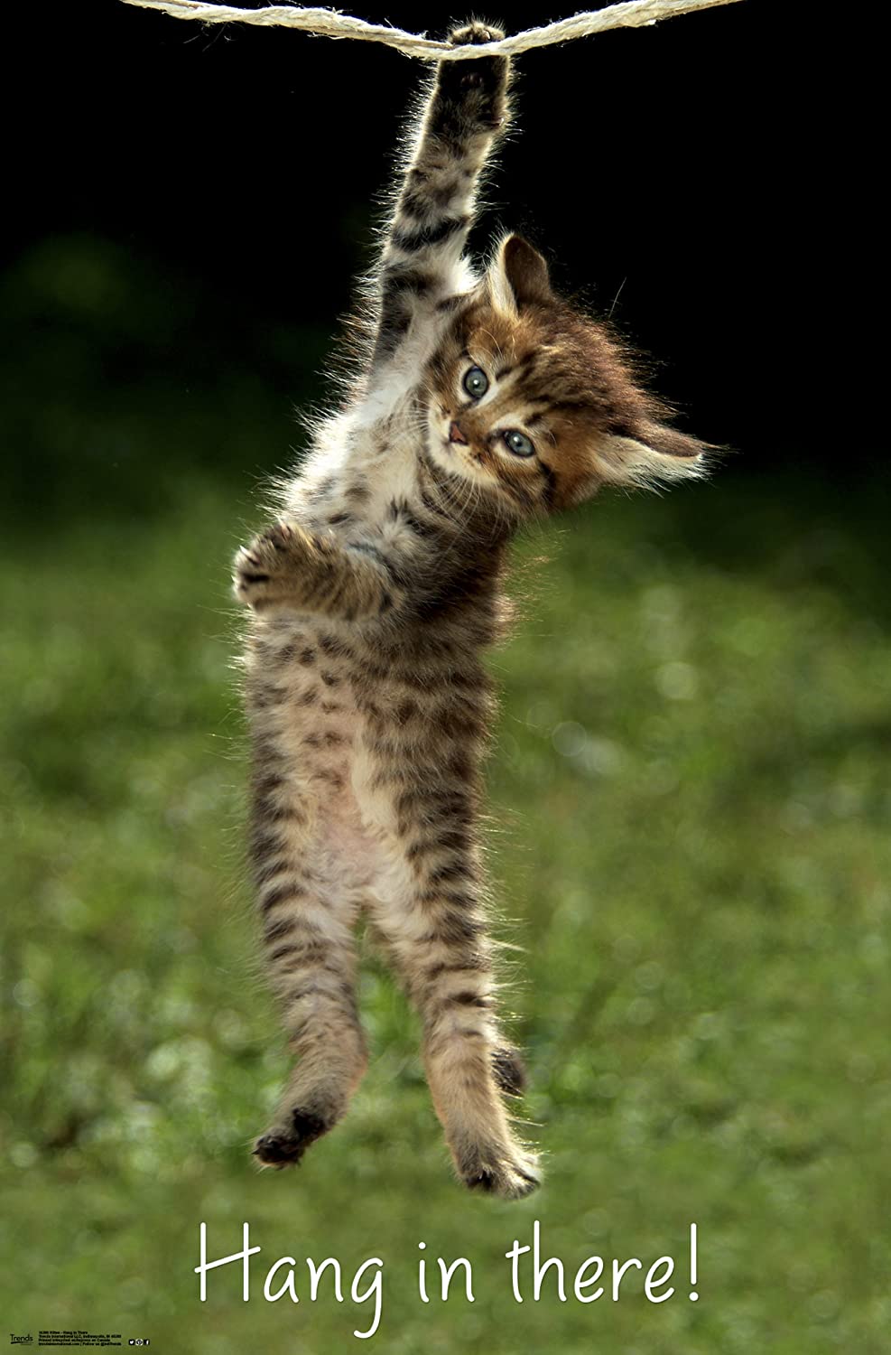 cute cat, inspiration