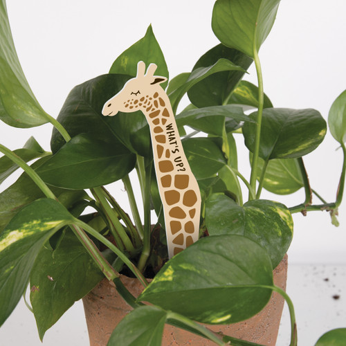 Plant Pals - What's Up