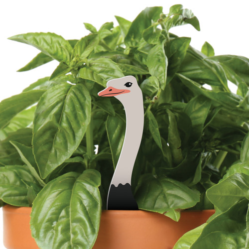 Plant Pals - Ostrich