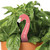 Plant Pals - Be Flamazing