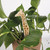 Plant Pals - What's Up