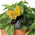 Plant Pal Garden Sign - Buzz Off