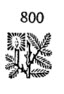 800-lino.jpg