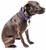 Pet Life 'Aero Mesh' 360 Degree Dual Sided Comfortable And Breathable Adjustable Mesh Dog Collar