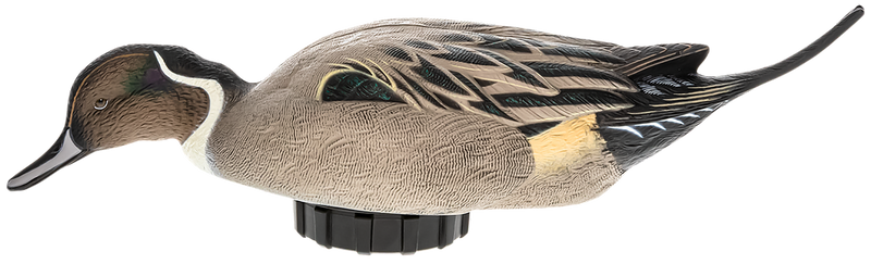 Avian X Power Shaker Pintail Surface Feeder Duck Decoy, Multi-Color - AVXPSHPNSF