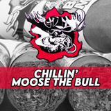 Chillin’ Moose The Bull Moose, Bigger, Stronger & Affordable