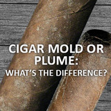 Cigar Mold or Plume: What’s the difference?