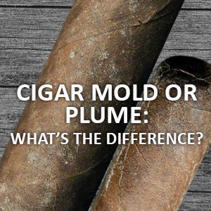 Cigar Mold or Plume What’s the difference? Gotham Cigars