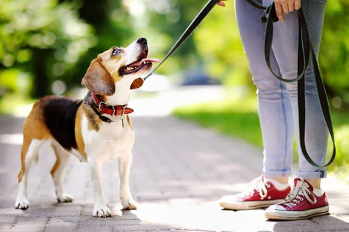 What's It Like To Chafe Walking The Dogs?