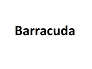 Barracuda