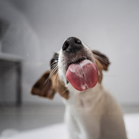 dog licking 