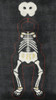 ED-17105 Them Bones Bear 18g,6" x 9" on black canvas DeDe's Needleworks