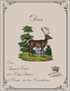 Deer-A Antique Needlework Design