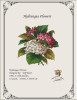 Hydrangea Pink Flowers Pattern Only -E Antique Needlework Design
