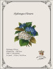 Hydrangea Flowers -E Blue Pattern Only Antique Needlework Design