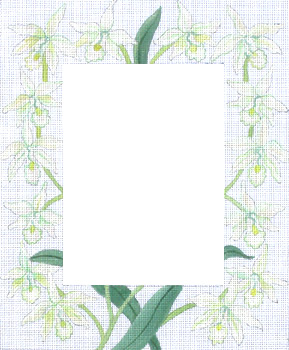 182595 White Orchids (Photo Opening 5x7 13 Mesh JULIE THOMPSON