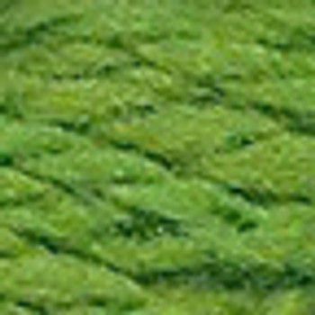 PEWS 059 Treetop Planet Earth Wool