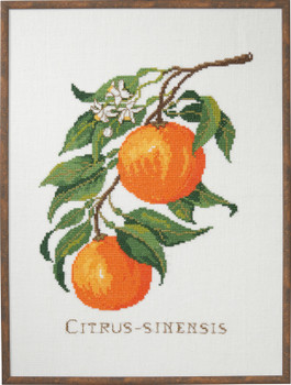 7714017 Eva Rosenstand Kit Citrus - Sinensis (Oranges)