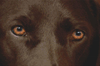 Labrador Retriever - Eyes (Chocolate) 175w x 116h DogShoppe Designs