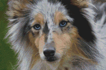 Shetland Sheepdog - Beauty (Blue Merle) 200w x 132h DogShoppe Designs