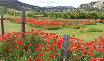 Summerland Poppies (Full) 700W x 413H The Frame Corner