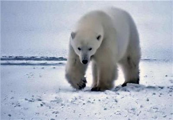 Polar Bear Hunt 450W x 313H The Frame Corner