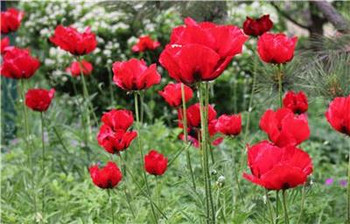 Field of Poppies 450W x 300H The Frame Corner