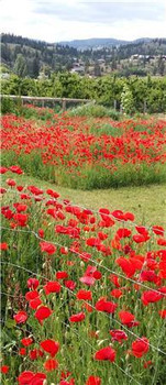 Summerland Poppies (B) 200W x 462H The Frame Corner