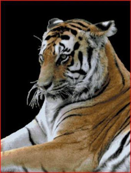Tiger 1 330x390 Rowland Cole's Images of Nature