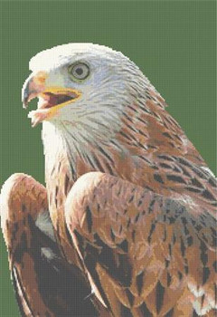 Red Kite Close Up 180 x 259 Rowland Cole's Images of Nature