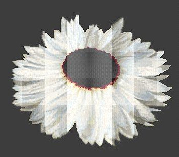 White Flower 180 x 158  Rowland Cole's Images of Nature