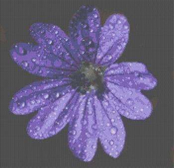 Dew Flower 180 x 172 Rowland Cole's Images of Nature