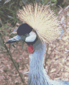 Crowned Crane 180 X 220 Rowland Cole's Images of Nature