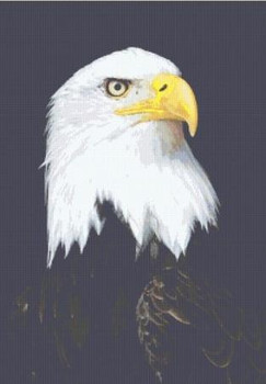 Bald Eagle Portrait 220 x 311 Rowland Cole's Images of Nature