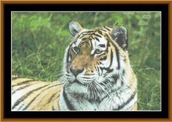 Tiger Portrait 350 x 233 Rowland Cole's Images of Nature