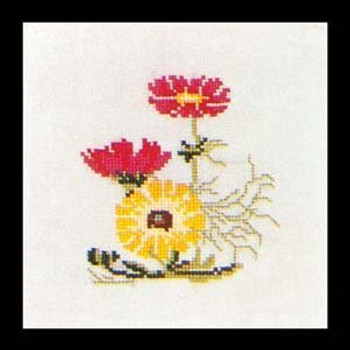 GOK803 Thea Gouverneur Kit Cosmea 5" x 5"; Linen; 30ct